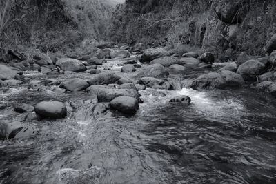 Scenic view of river stream in forest