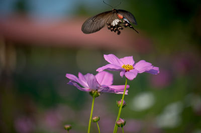 Close-up of butterfly pollinating on purple flower