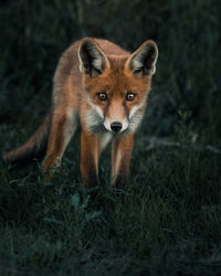 Fox on field