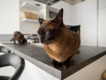 Cat sitting on person at home