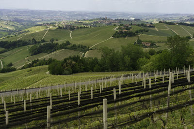 Scenic view of agricultural field