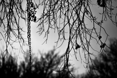 Close-up of branches against sky