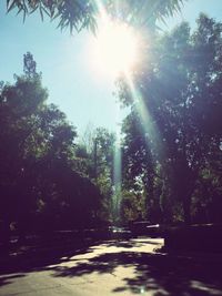 Sun shining through trees