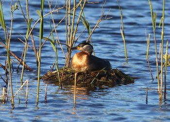 Duck swimming in lake