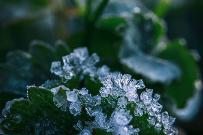 Close-up of snow on plant