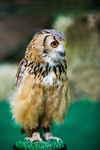 Close-up of owl perching