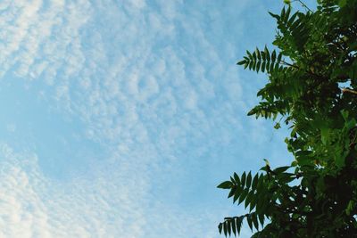 Low angle view of trees against blue sky