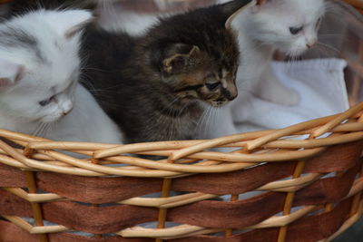 Close-up of kittens in basket