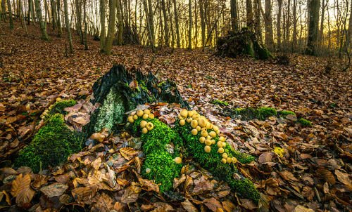 Tree growing in field