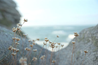 Close-up of plant against sea