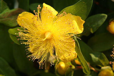 Close-up of wet flower blooming outdoors