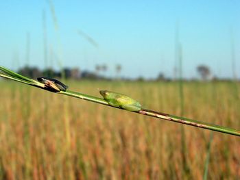 Close-up of grasshopper on field against clear sky