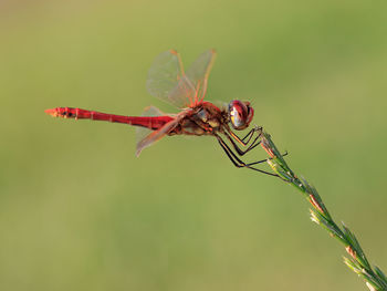 Close-up of dragonfly on plant