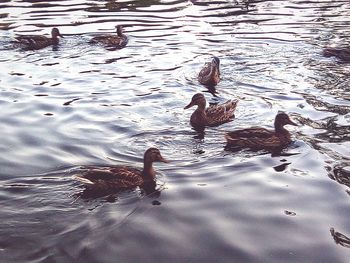 Ducks swimming in lake