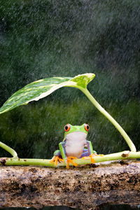 Close-up of frog on plant