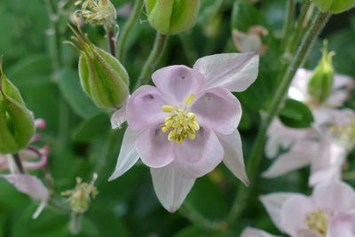 Close-up of white flowering plant