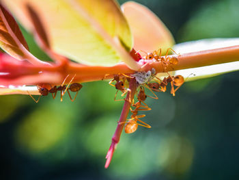 Close-up of fire ants on plant 