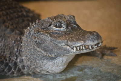 Close-up of lizard on rock