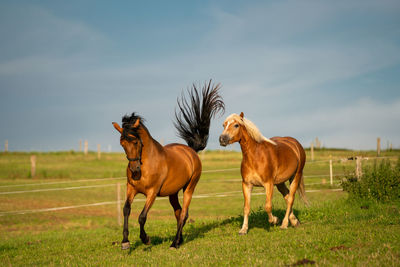 Horses in a field