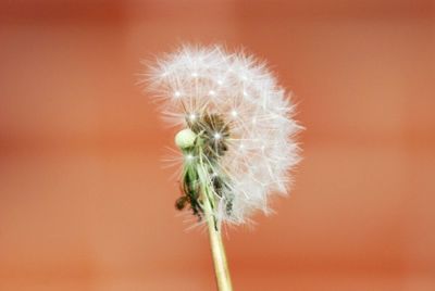 Close-up of dandelion flower