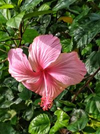 Close-up of pink hibiscus blooming outdoors