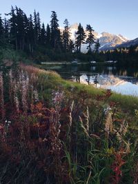 Scenic view of lake in forest against sky