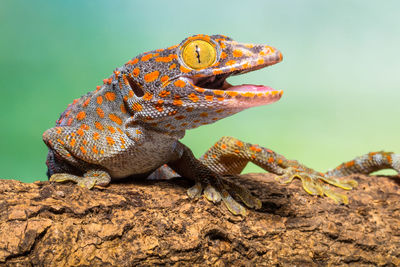 Close-up of a lizard on rock