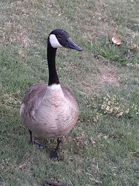 High angle view of bird on field