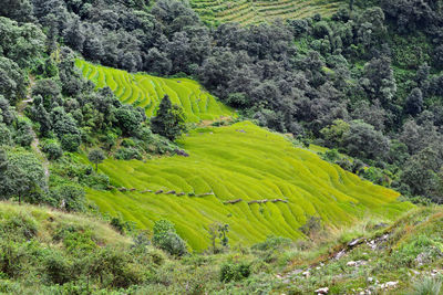 Terraced rice field in the himalayas, nepal