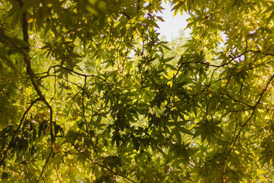 Low angle view of bamboo trees in forest