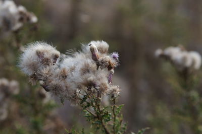 Close-up of white flowering plant