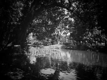 Reflection of trees in lake