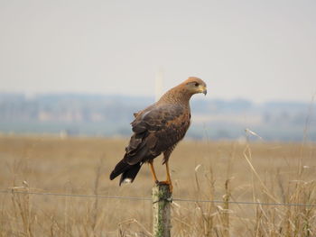 Bird perching on a field