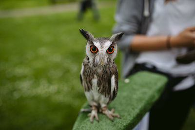 Portrait of owl perching on tree