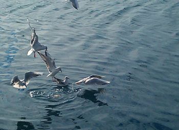 View of birds in water