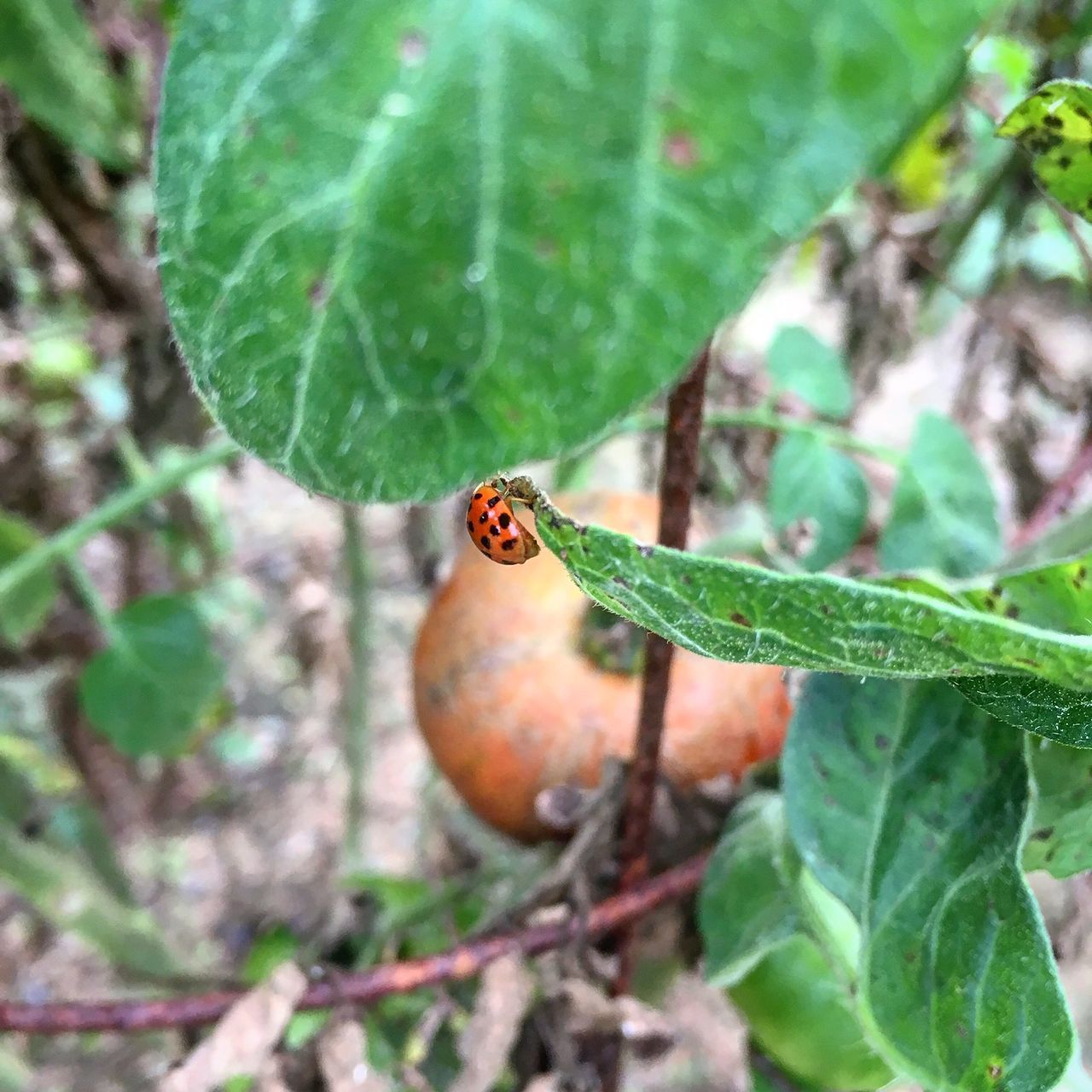 CLOSE-UP OF LADYBUG ON LEAF