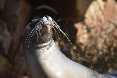 Seal at seaworld gold coast, australia