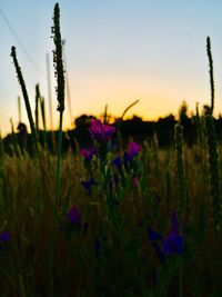 Close-up of purple flowering plants on field against sky during sunset