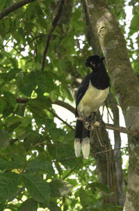 Bird perching on a tree