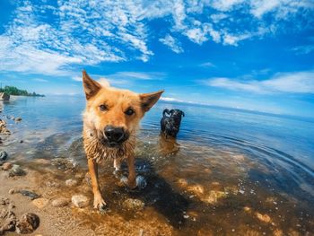 Portrait of dog on beach against sky