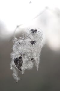 Close-up of insect