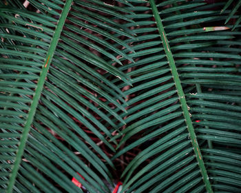 Full frame shot of green leaves