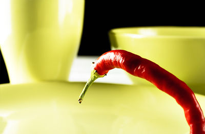 Close-up of hand holding red leaf