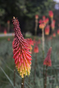 Close-up of red flower