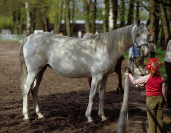 Horses standing outdoors