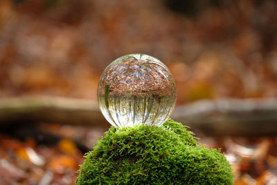 Reflection of trees, leaves and forest with beautiful autumn colour in a lensball. 