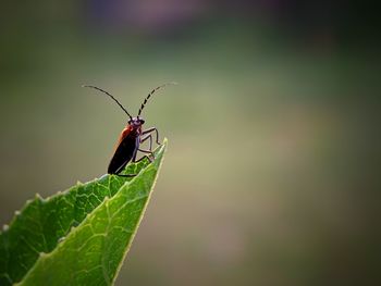 Close-up of insect on leaf