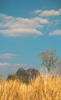 Plants on field against sky