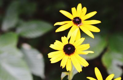 Close-up of yellow flower