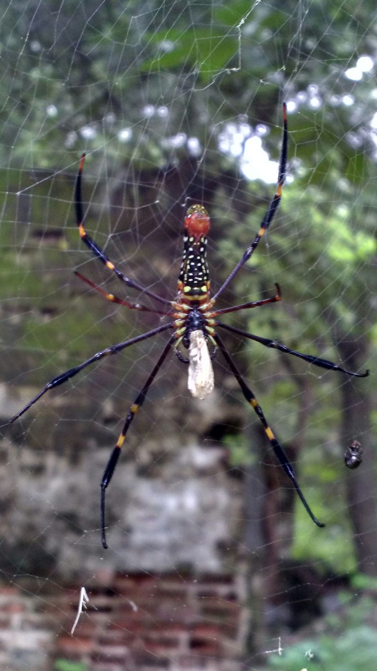 Spider catching fly...